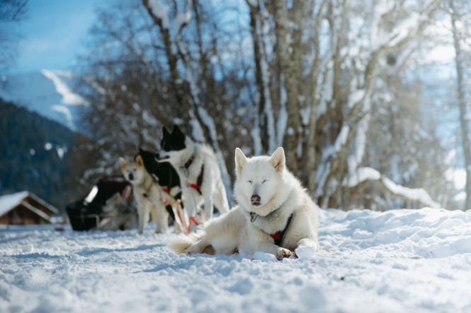 evolution2-megeve-traineau-chiens