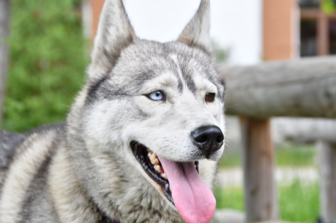 cani-rando, husky, walk, child, ride