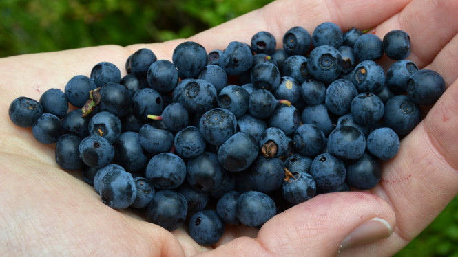 Blueberries