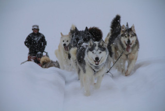 Activity dog sledding with evolution 2 tignes.