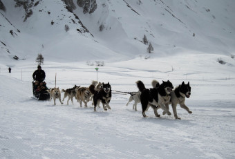 Dog sledging