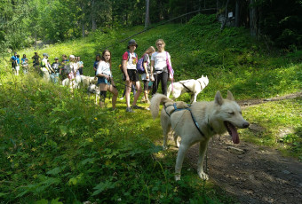 Dog summer walk and Dog summer kart