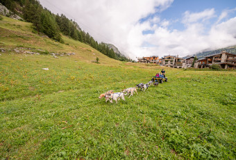 mini musher dogs Tignes